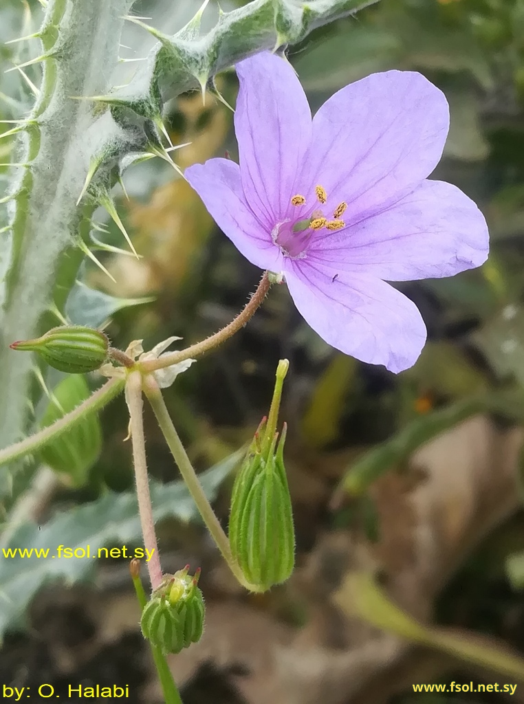 Erodium gruinum (L.) L’Hér